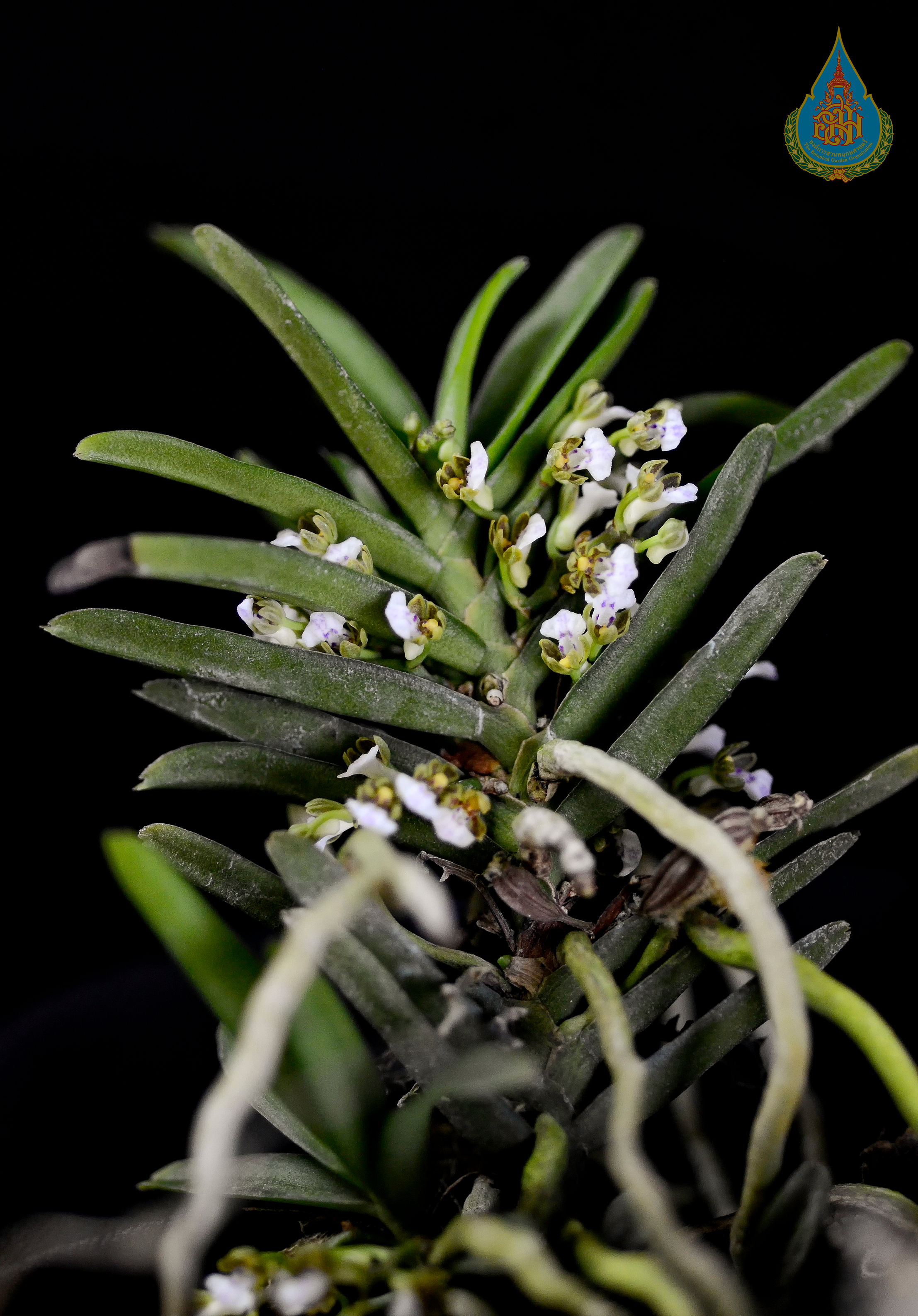 เอื้องเสือดาวน้อย Trichoglottis lorata (Rolfe ex Downie) Schuit.<br/>ORCHIDACEAE